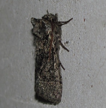 Falena da ID - Polyploca ridens, Drepanidae